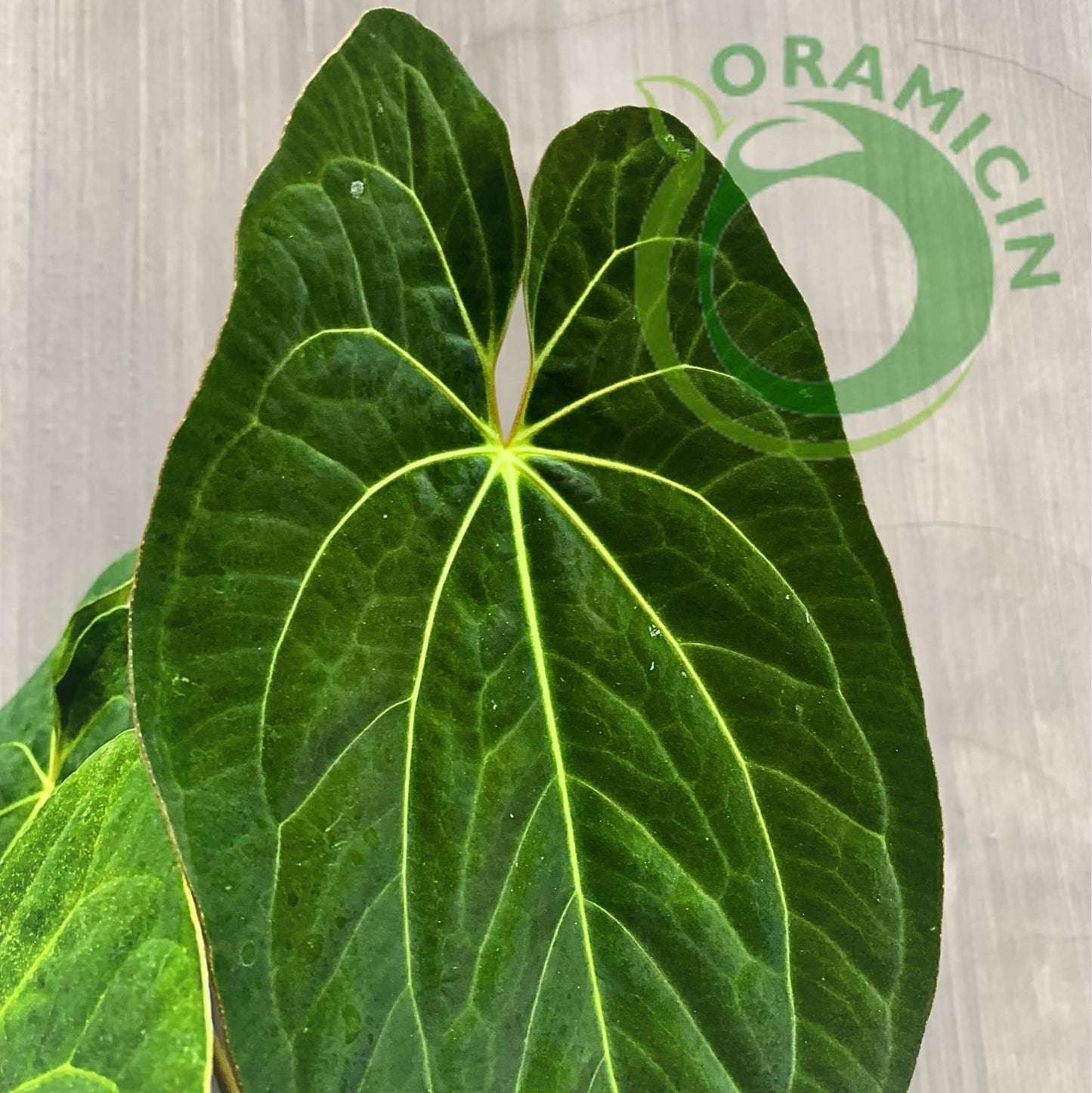 Anthurium Dark Phoenix Tropical Plants ORAMICIN