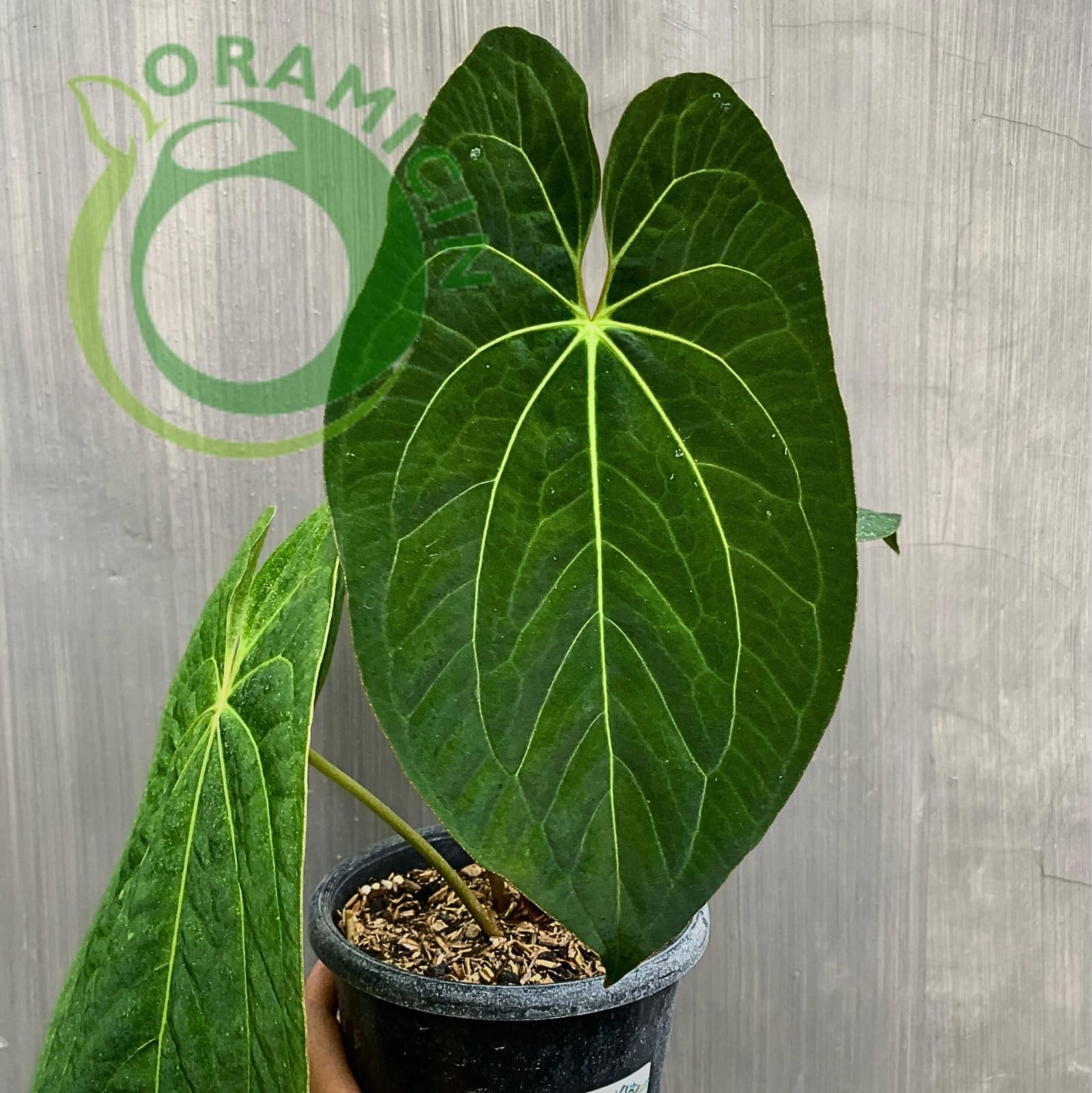 anthurium fire phoenix Anthurium Dark Phoenix