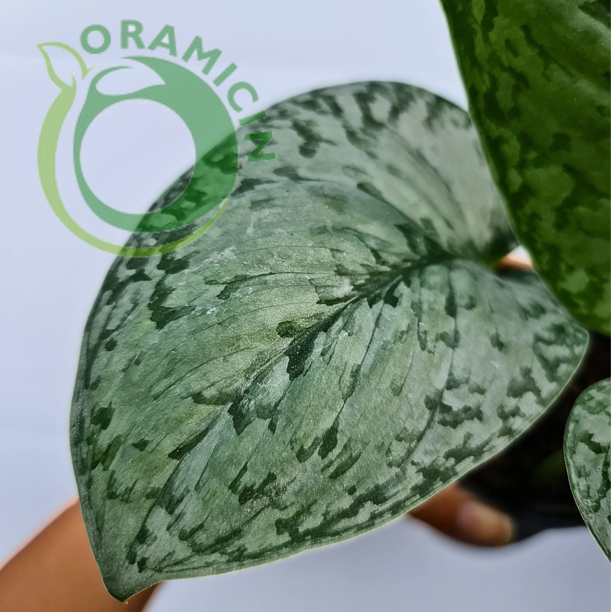 silver queen pothos Scindapsus Silver Queen