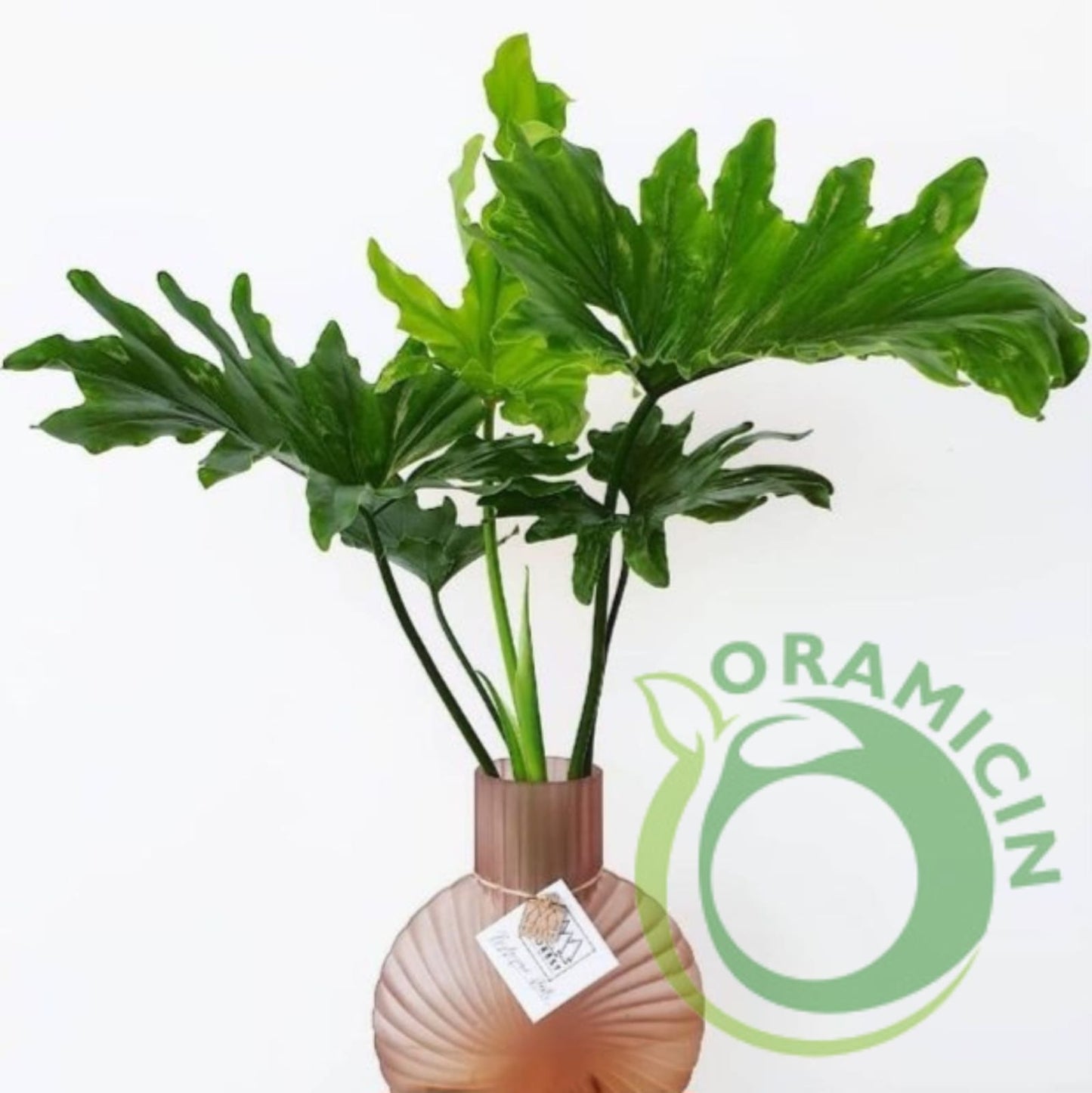 Tropical Plants ORAMICIN