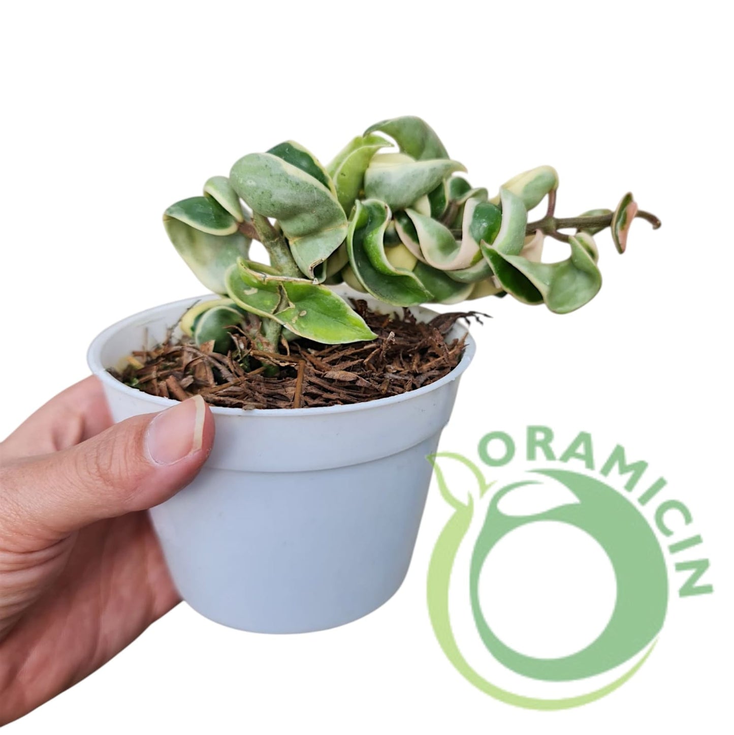 Hoya Compacta Variegated Tropical Plants ORAMICIN