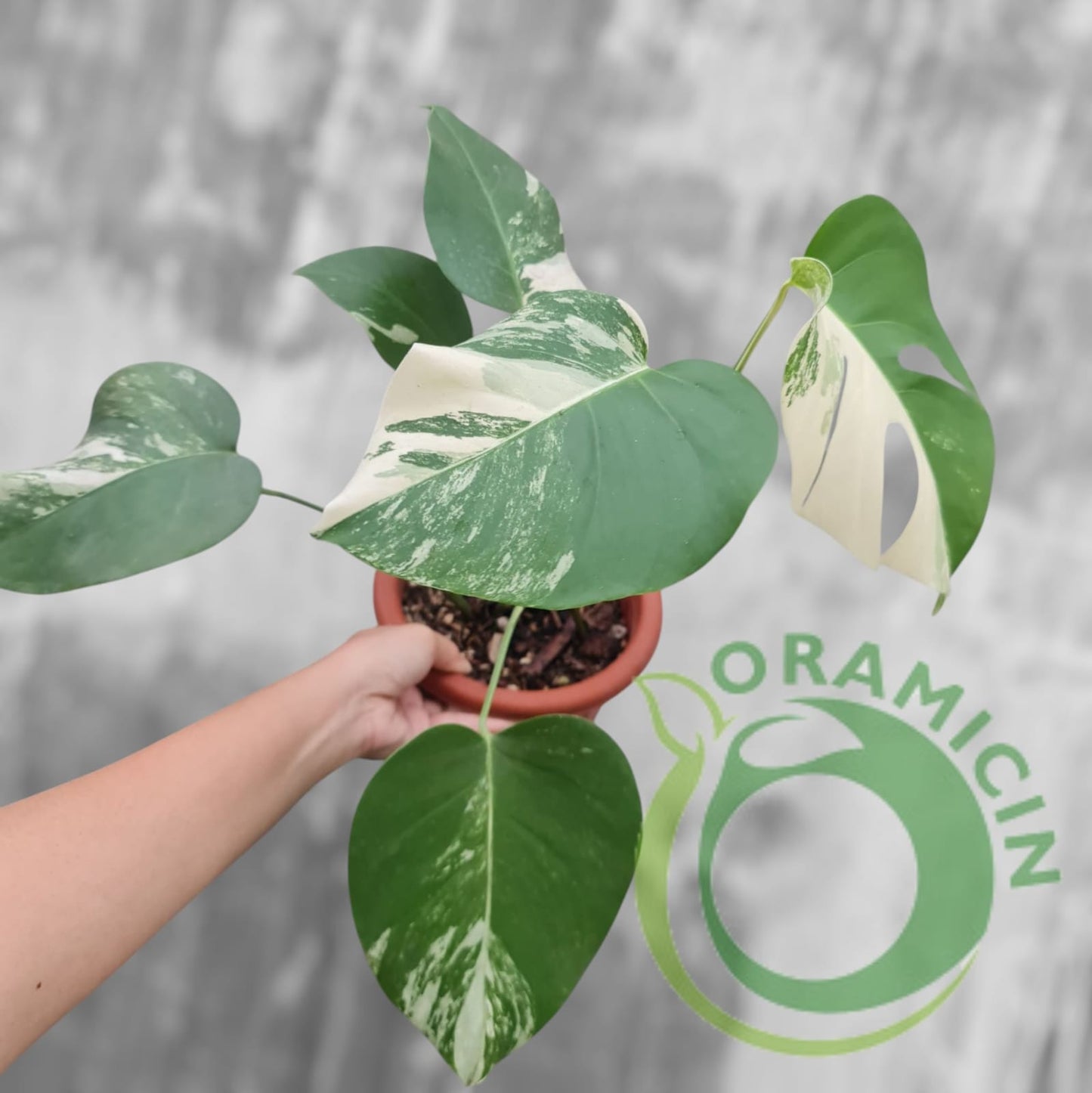 Monstera Albo SMALL Size Tropical Plants ORAMICIN