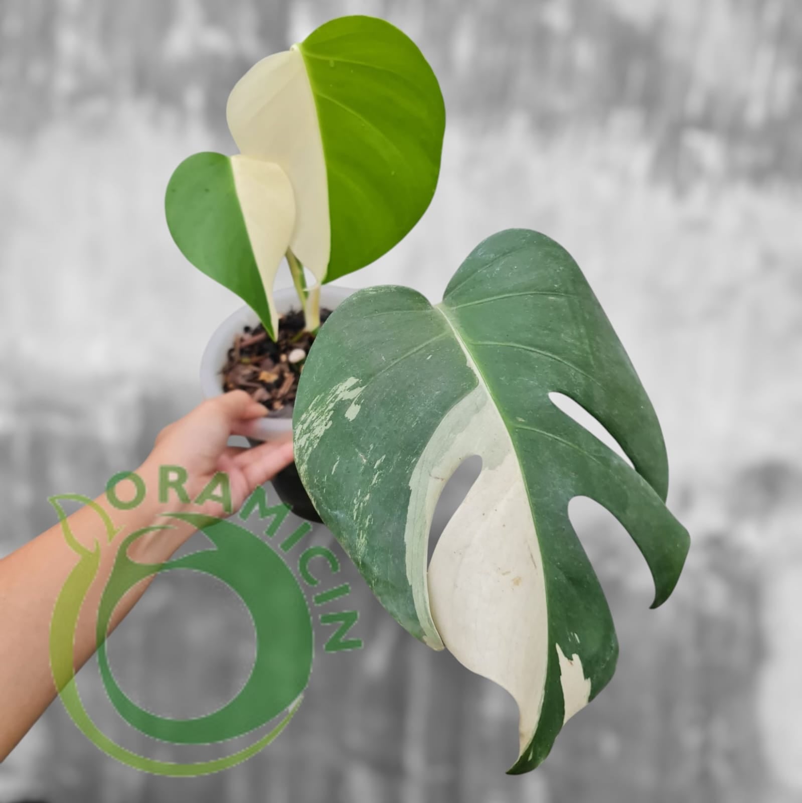 half moon variegated monstera Monstera Albo (Small Size) – oramicin