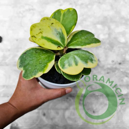 Hoya Kerrii Variegated Tropical Plants ORAMICIN