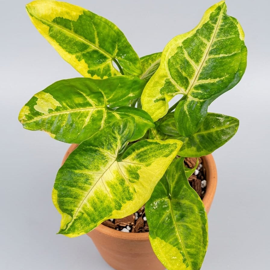 Syngonium syngonium orm thong mutation Variegated Tropical Plants ORAMICIN