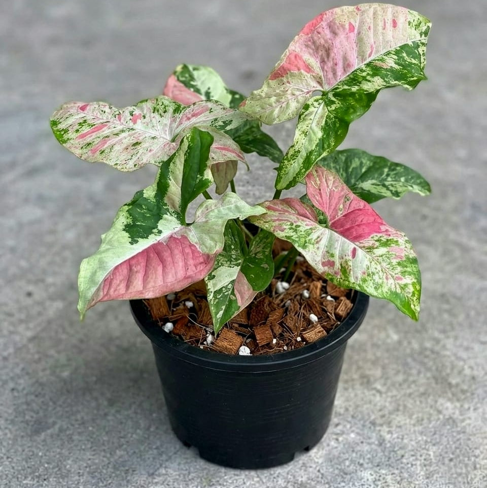 Syngonium Yok Siam Variegated Tropical Plants ORAMICIN
