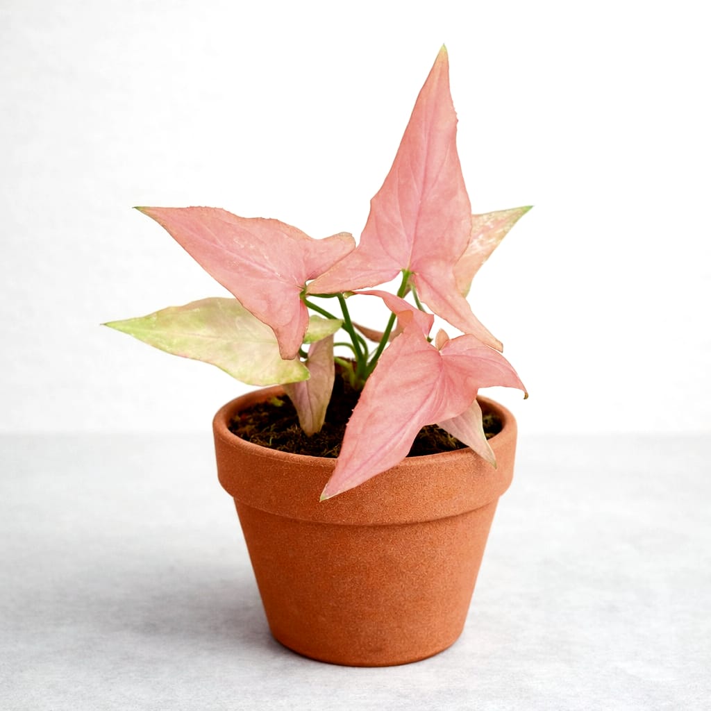 Syngonium Orm Nak Pum Pink Variegated