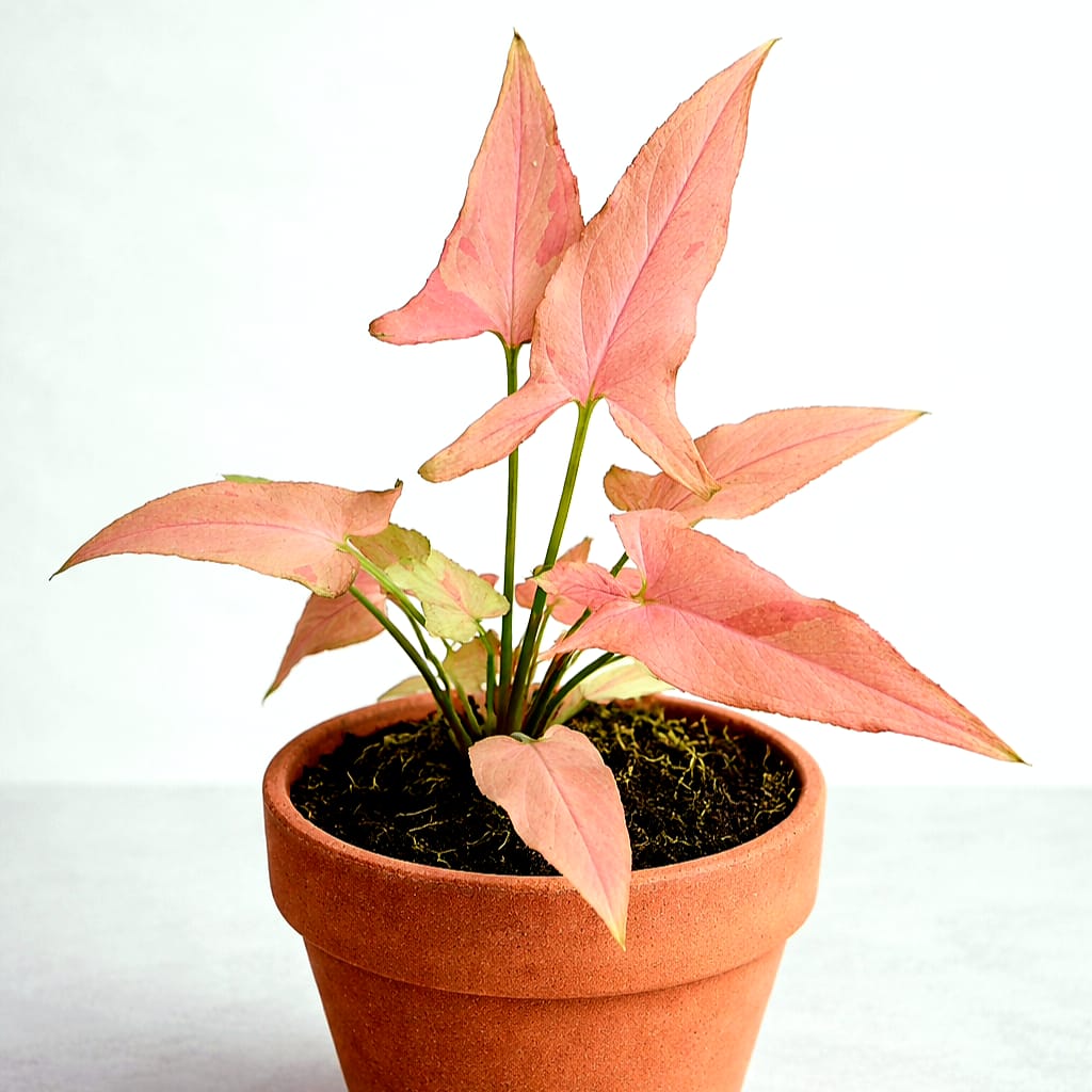 Syngonium Orm Nak Pum Pink on Pink Variegated