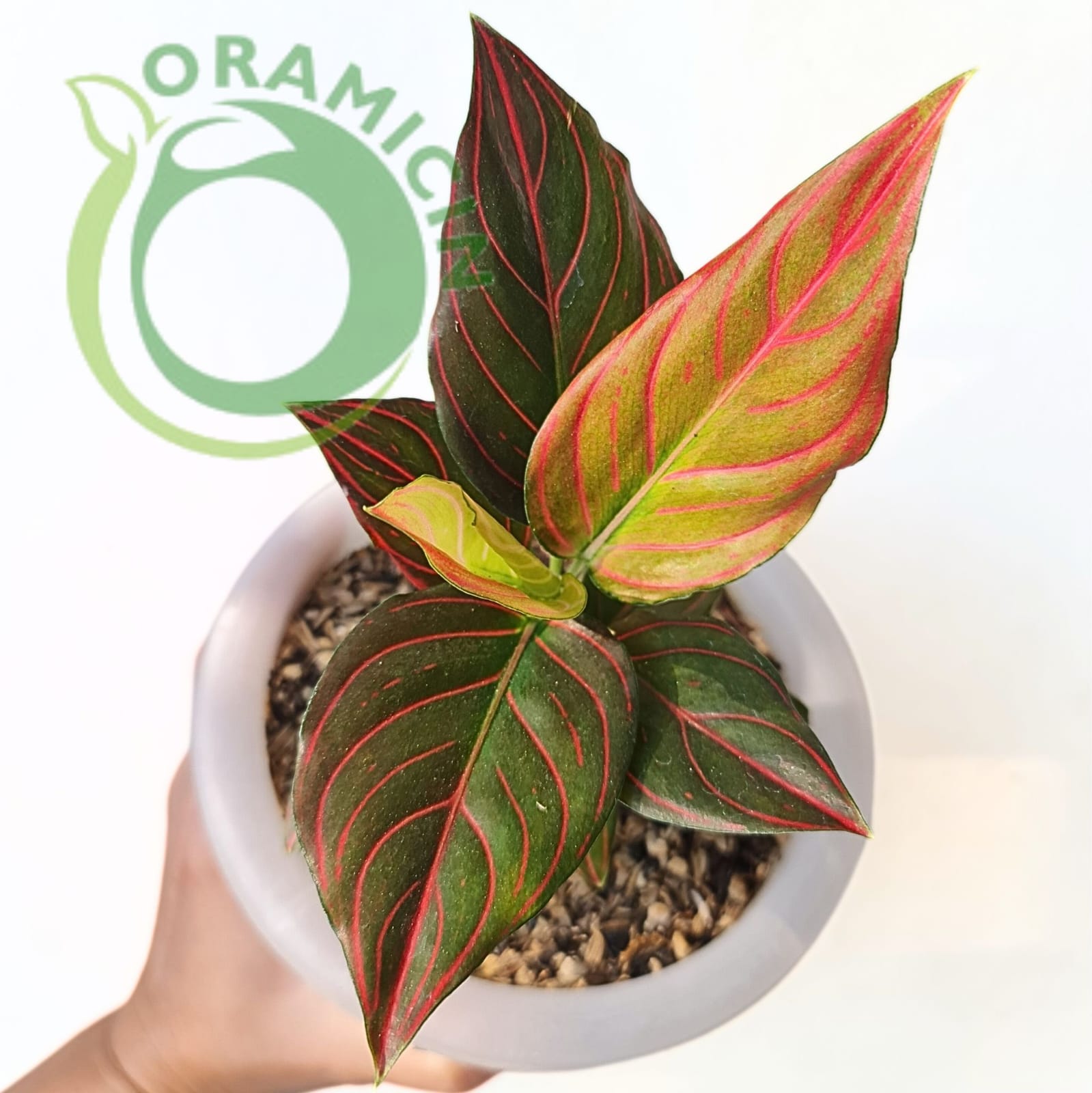 red vein aglaonema Red Vein Aglaonema - 1 Live Plant in a 4 Inch Pot - Aglaonema Commutatum
