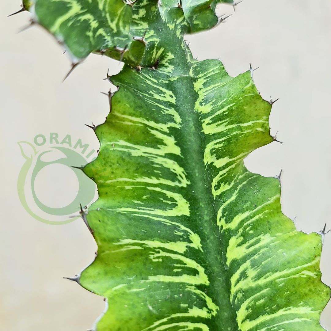 Euphorbia Batik Tropical Plants ORAMICIN