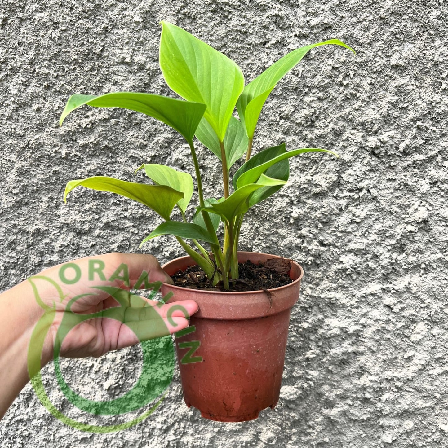 Homalomena Rubescens Golden Tropical Plants ORAMICIN