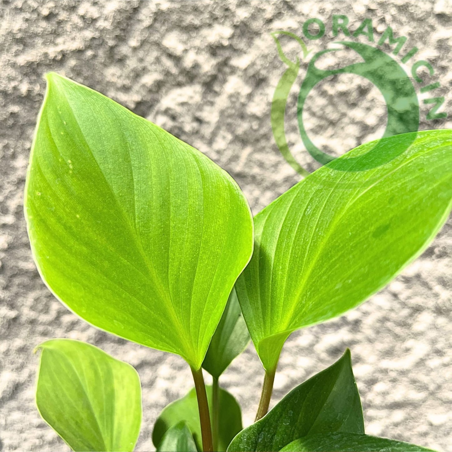 Homalomena Rubescens Golden Tropical Plants ORAMICIN