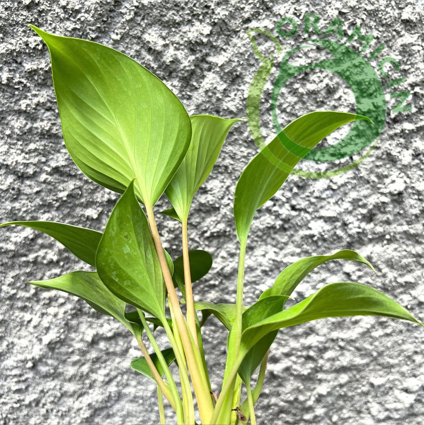 Homalomena Rubescens Golden Tropical Plants ORAMICIN