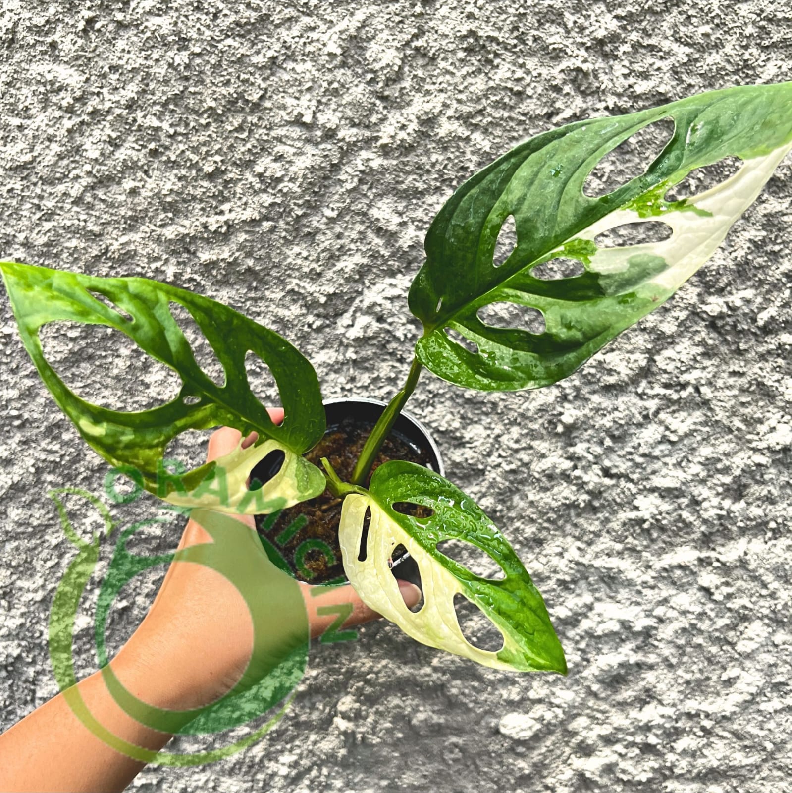 albo variegata monstera adansonii Monstera Adansonii Albo Japan Variegated