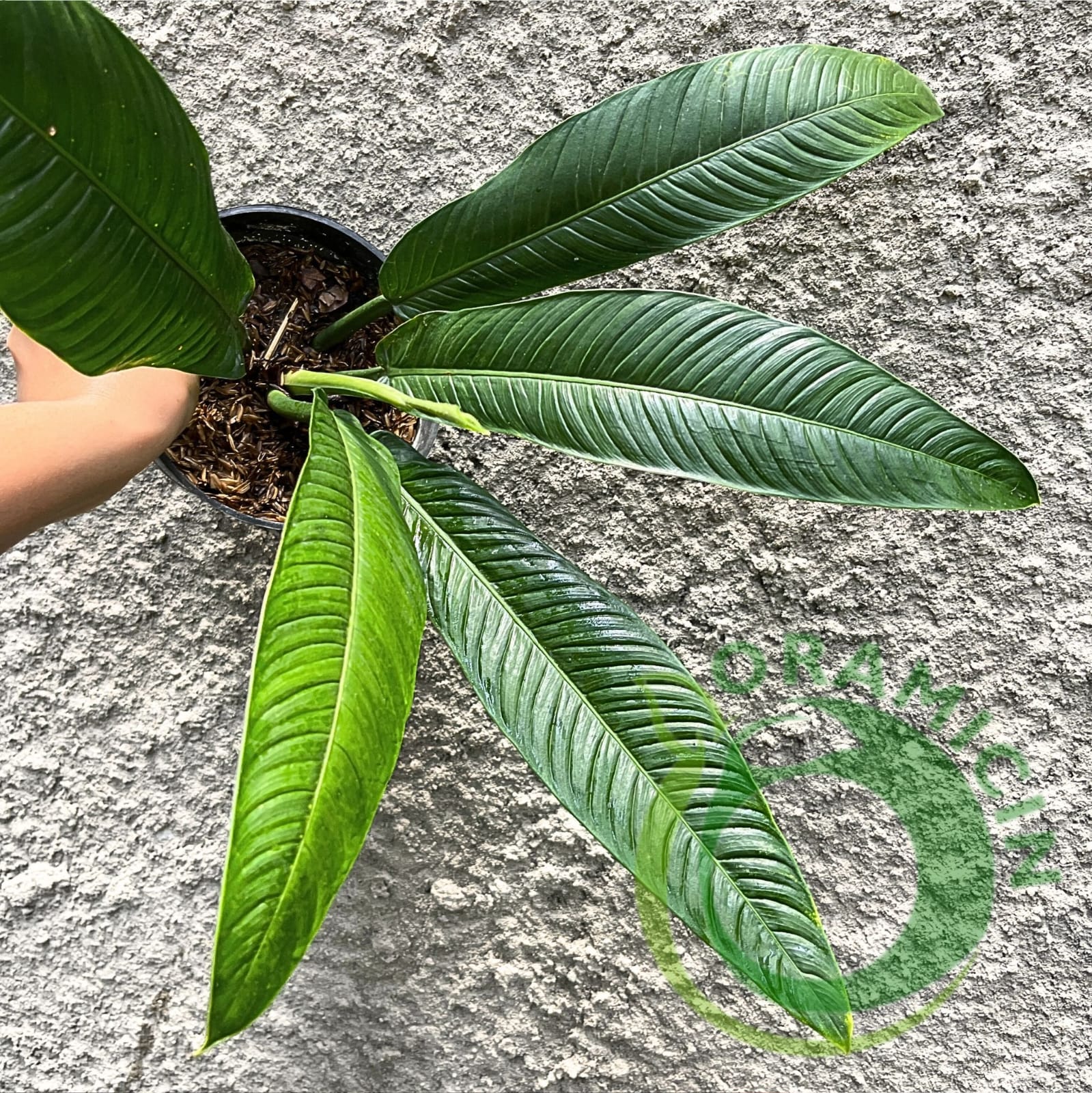 lynette philodendron Philodendron Lynette