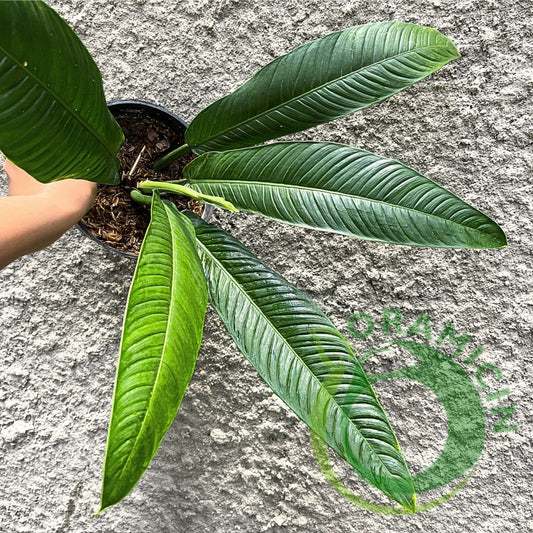 Philodendron Lynette Tropical Plants ORAMICIN