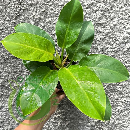 Philodendron Moonlight Tropical Plants ORAMICIN