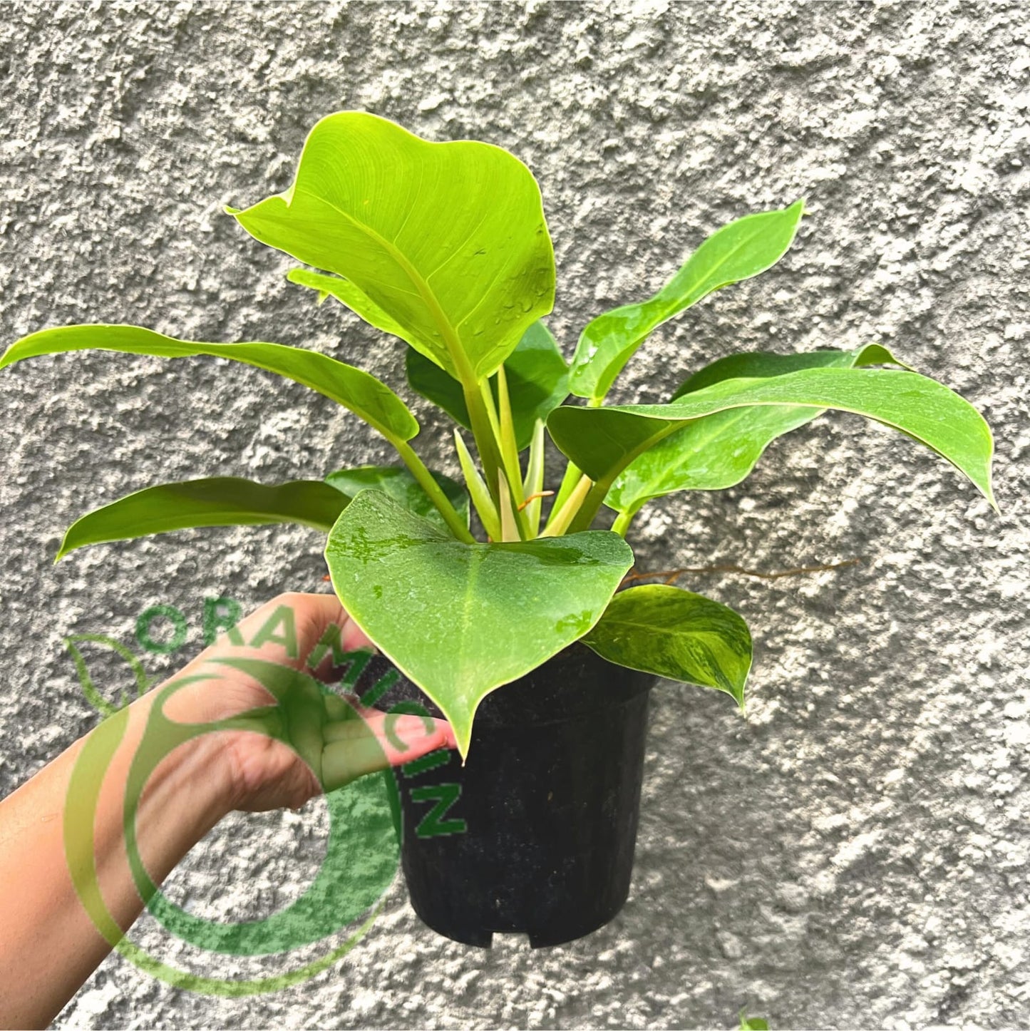 Philodendron Moonlight Tropical Plants ORAMICIN