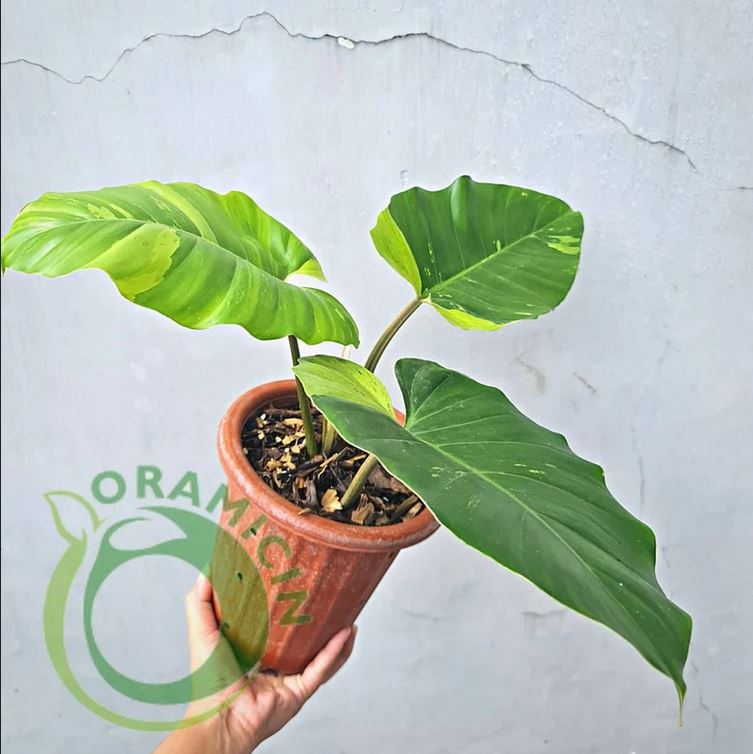Philodendron Jungle Fever Variegated Tropical Plants ORAMICIN