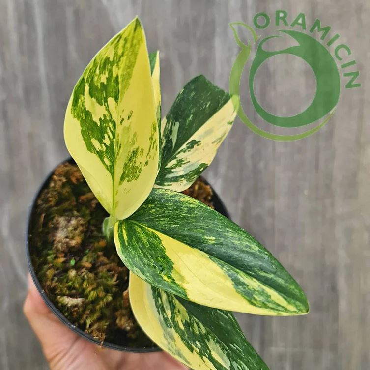 monstera standleyana large Monstera Standleyana Aurea Variegated (Small Size)