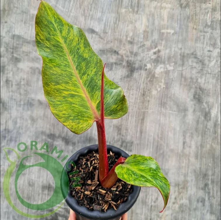 orange marmalade plant philodendron Philodendron Prince of Orange Marmalade