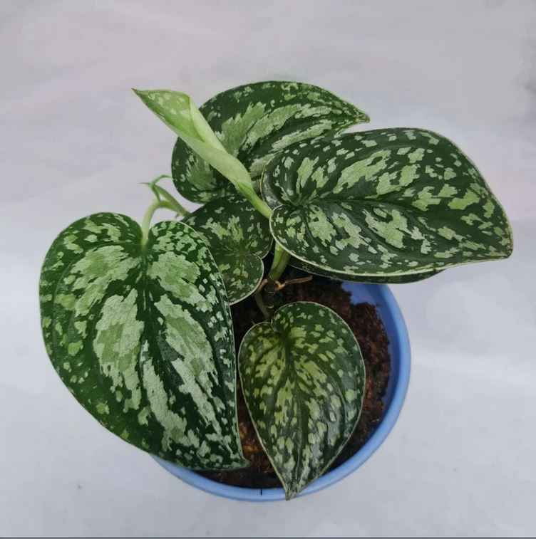 tricolor pothos Scindapsus Tricolor – oramicin