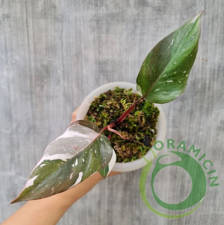 Philodendron Red Anderson Variegated Tropical Plants ORAMICIN