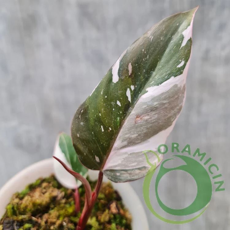 Philodendron Red Anderson Variegated Tropical Plants ORAMICIN