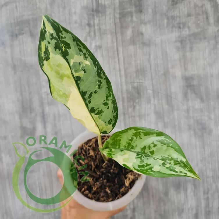 Aglaonema Commutatum Variegated SMALL Tropical Plants ORAMICIN