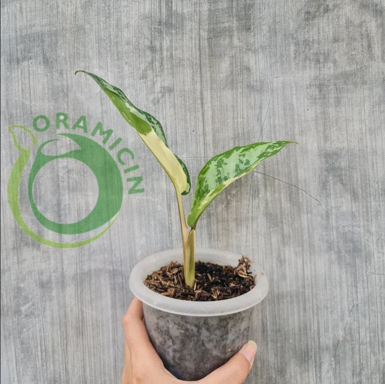 Aglaonema Commutatum Variegated SMALL Tropical Plants ORAMICIN