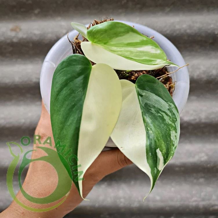 Philodendron Hederaceum ALBO Variegated Tropical Plants ORAMICIN