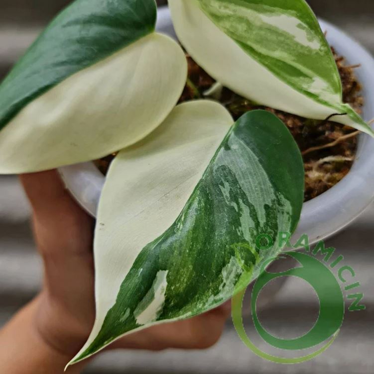 Philodendron Hederaceum ALBO Variegated Tropical Plants ORAMICIN