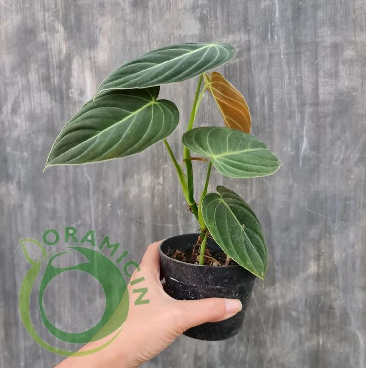 anthurium melanochrysum Philodendron Melanochrysum