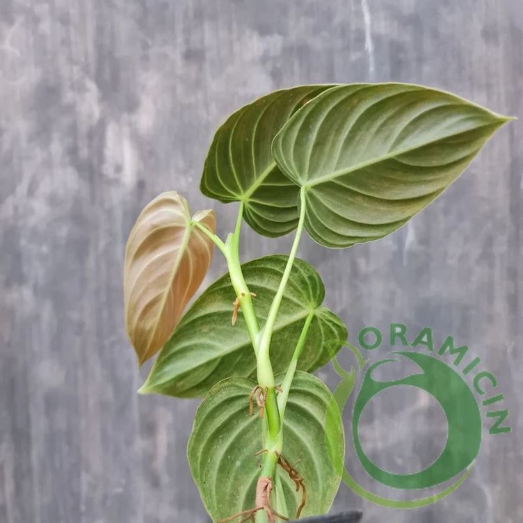 Philodendron Melanochrysum Tropical Plants ORAMICIN