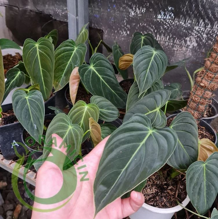 Philodendron Melanochrysum Tropical Plants ORAMICIN