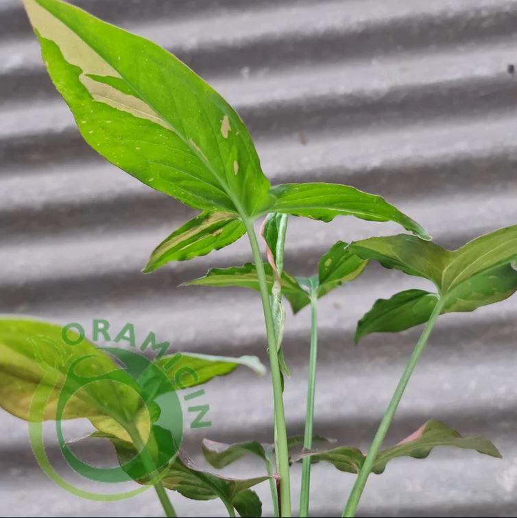 Syngonium Pink Splash Variegated tropical plants ORAMICIN