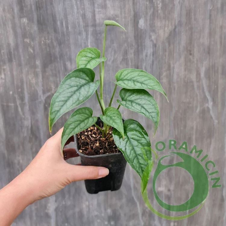 Monstera Siltepecana 열대 식물 ORAMICIN