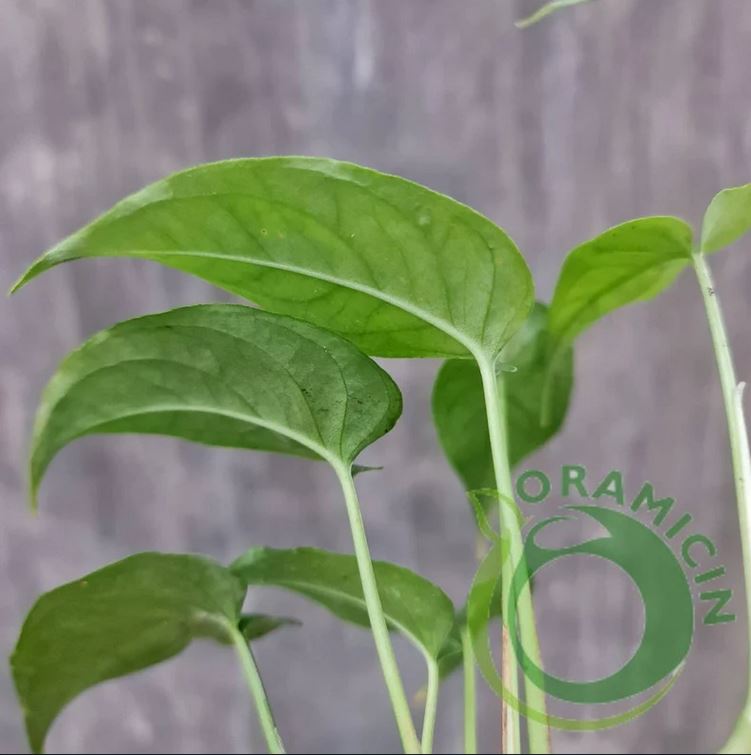 Monstera Siltepecana 열대 식물 ORAMICIN