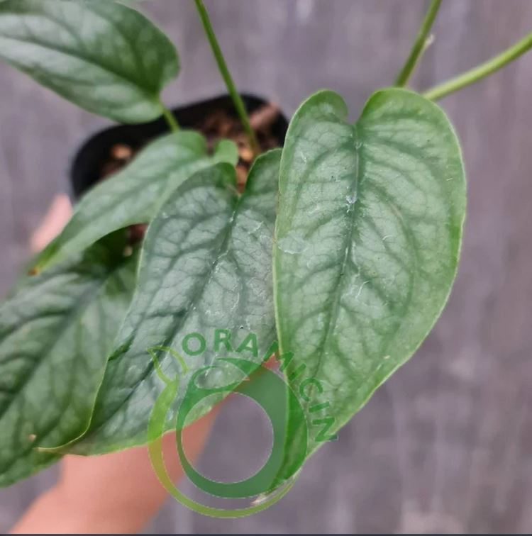 Monstera Siltepecana 열대 식물 ORAMICIN
