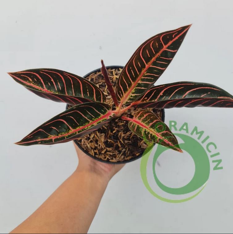 Aglaonema Red Sumatra Aglaonema Chocolate Tropical Plants ORAMICIN