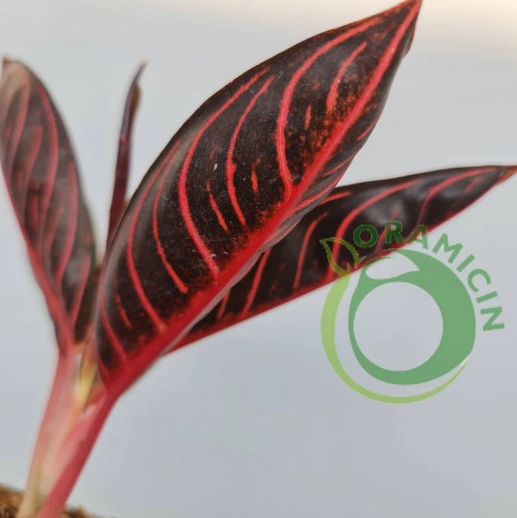 Aglaonema Red Sumatra Aglaonema Chocolate Tropical Plants ORAMICIN