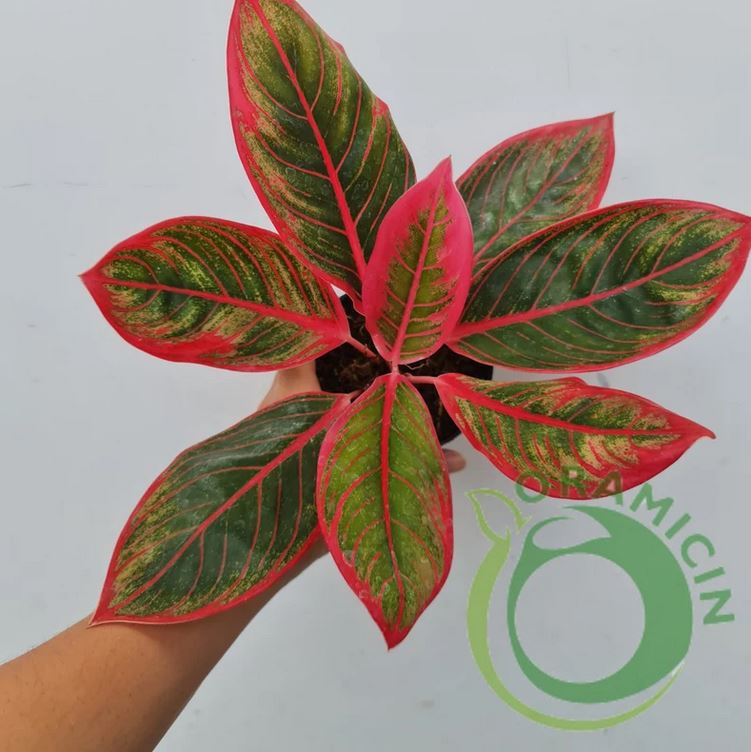 Aglaonema Khanza Tropical Plants ORAMICIN