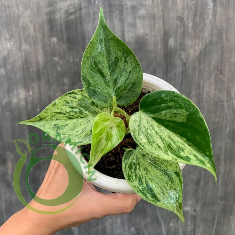 heartleaf philodendron variegated PHILODENDRON HEDERACEUM VARIEGATED