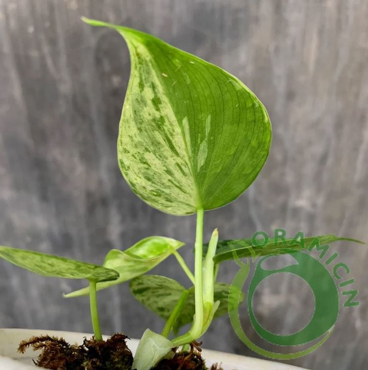 Philodendron Hederaceum Variegated Tropical Plants ORAMICIN