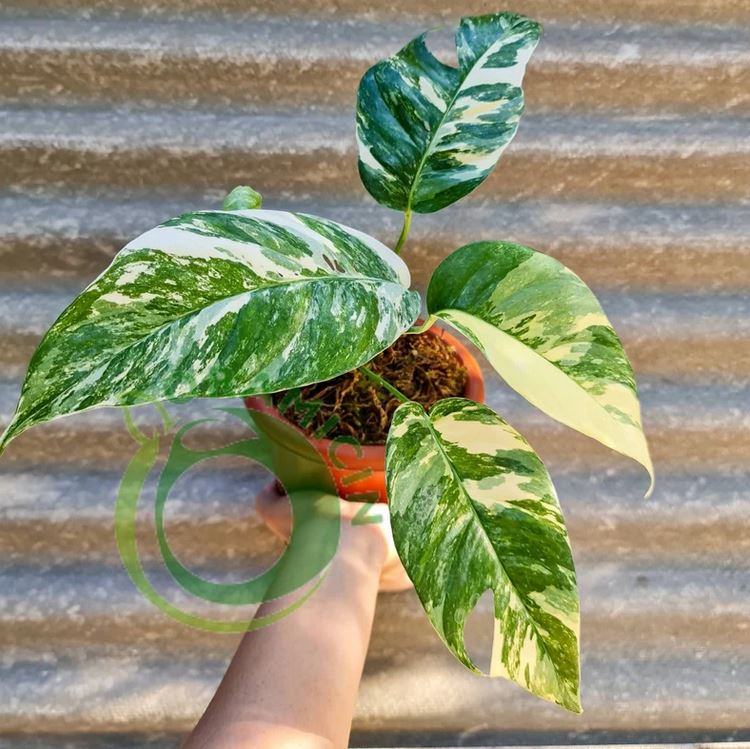 is epipremnum pinnatum a pothos Epipremnum Pinnatum Variegated (Small Size) – oramicin