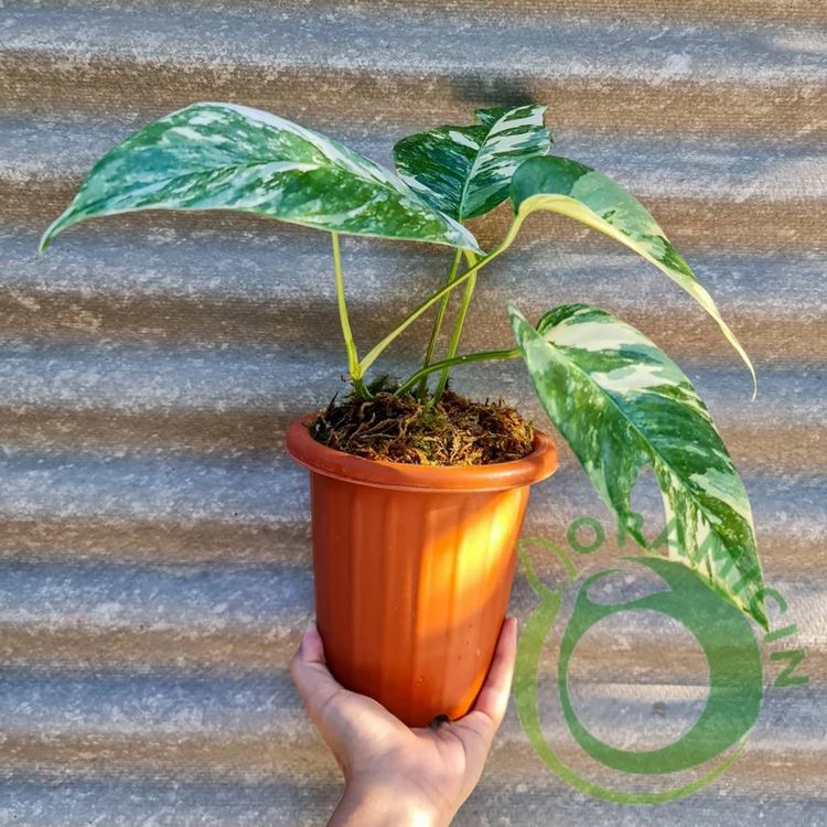 Epipremnum Pinnatum Variegated small ORAMICIN