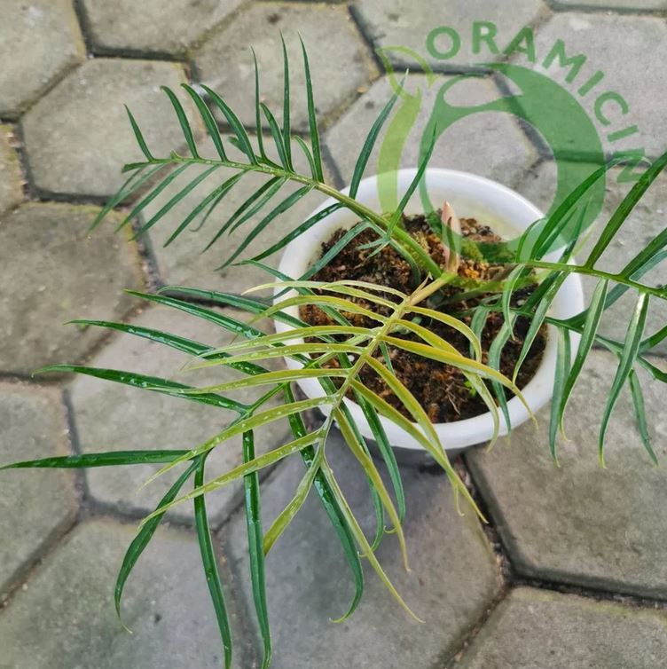 Philodendron Tortum Tropical Plants ORAMICIN – oramicin