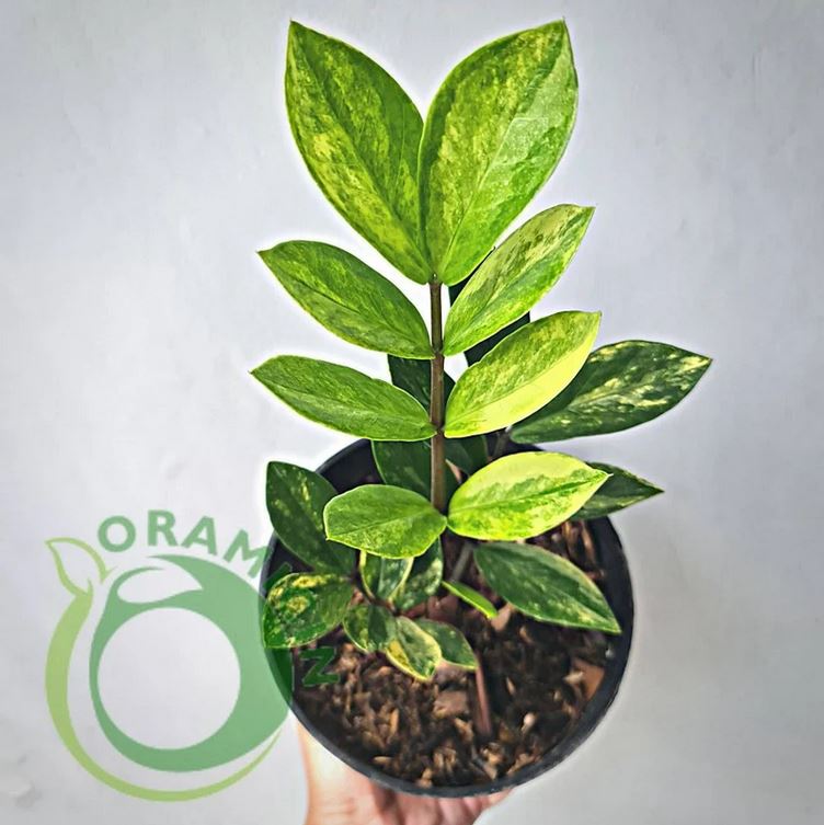 where to buy variegated zz plant Zamiaculcas Zamiifolia Variegated Tropical plants ORAMICIN – oramicin