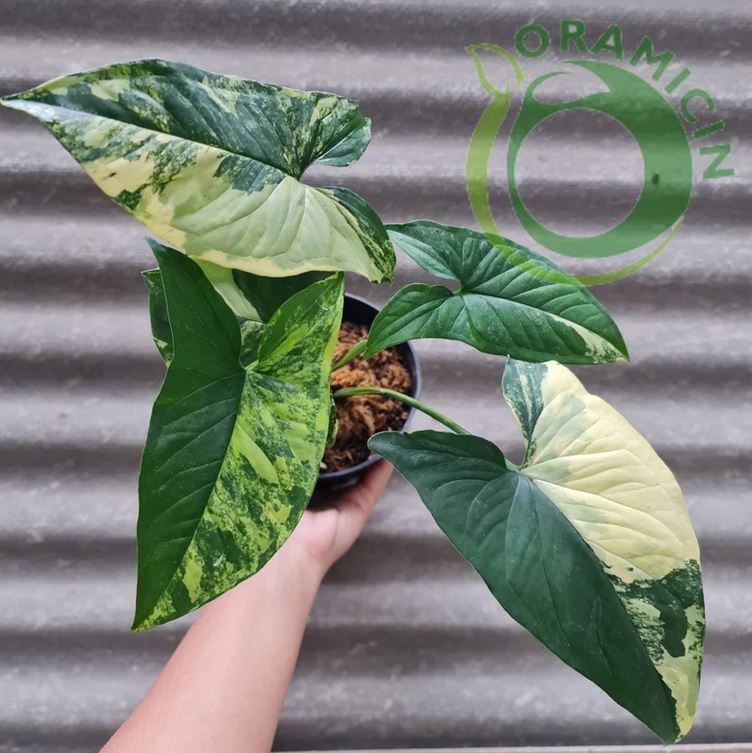 Syngonium Yellow Variegated – oramicin