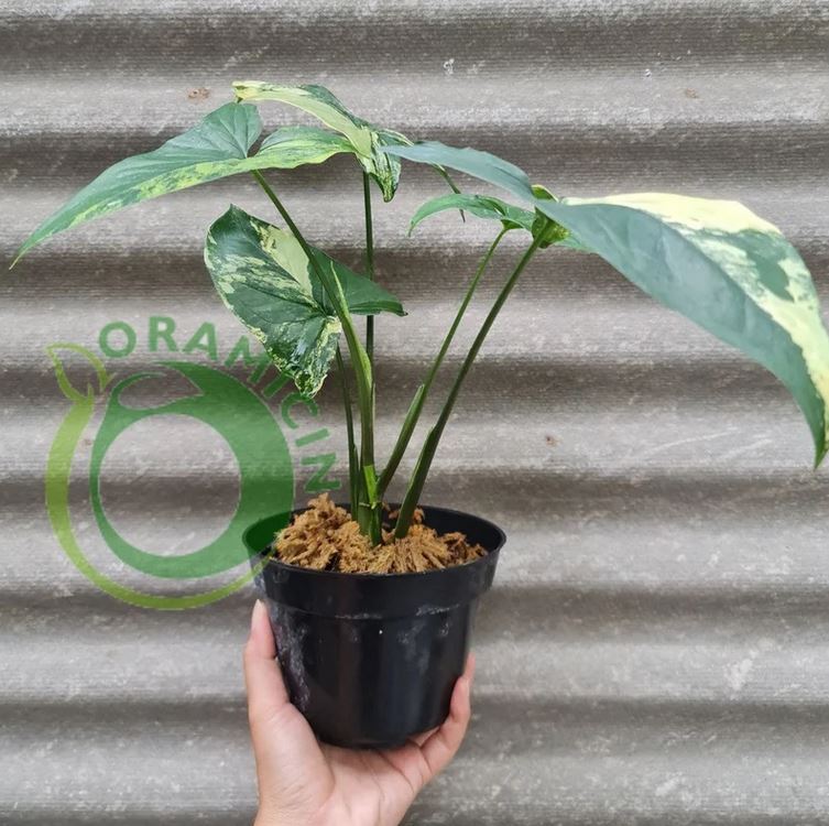 Syngonium Yellow Variegated syngonium aurea variegated Tropical Plants ORAMICIN